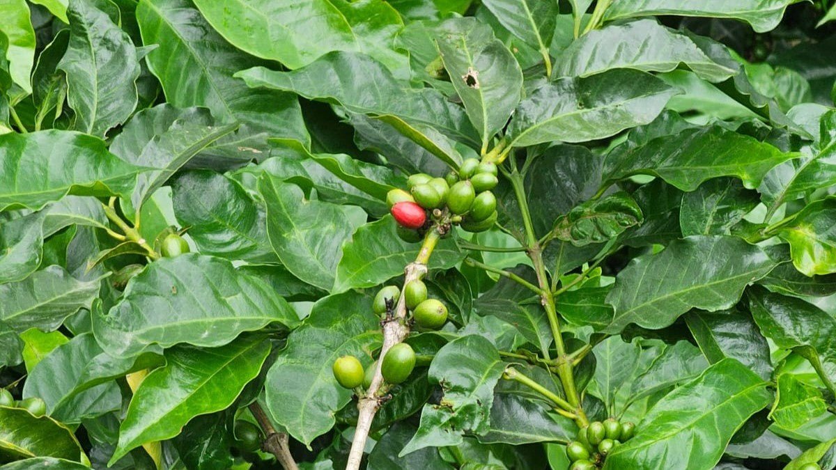 Why Does Coffee Taste Like Berries, Lime, or Chocolate — Without Anything Being Added? - Black Pole Coffee