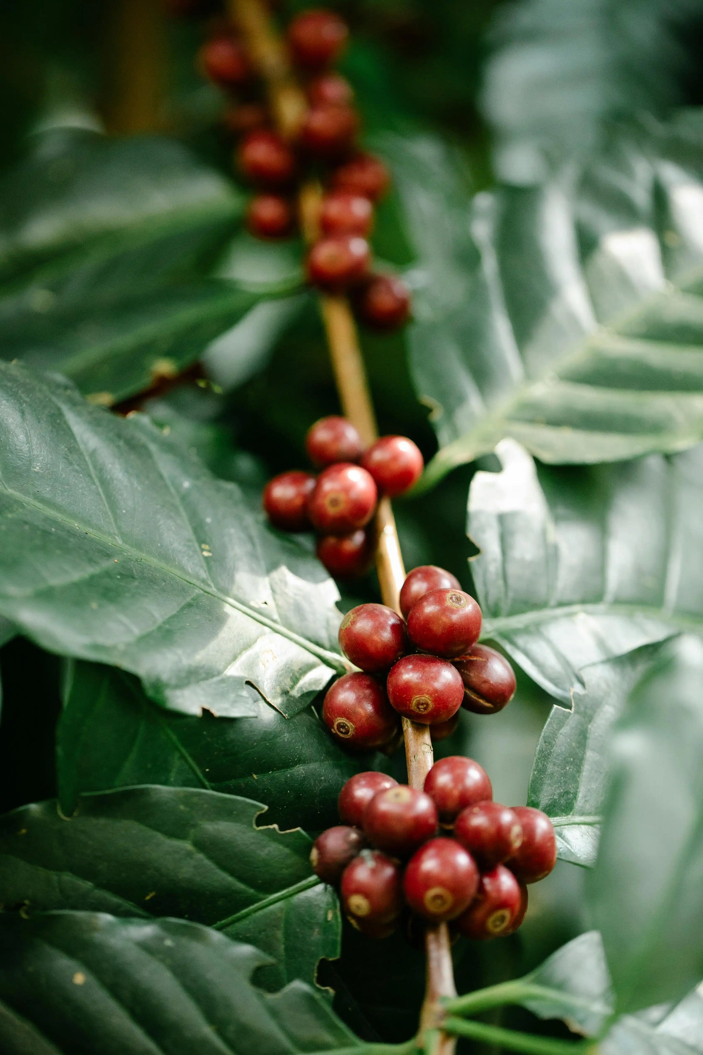A Guide to Indian Coffee Regions: Coorg, Chikmagalur, and Beyond