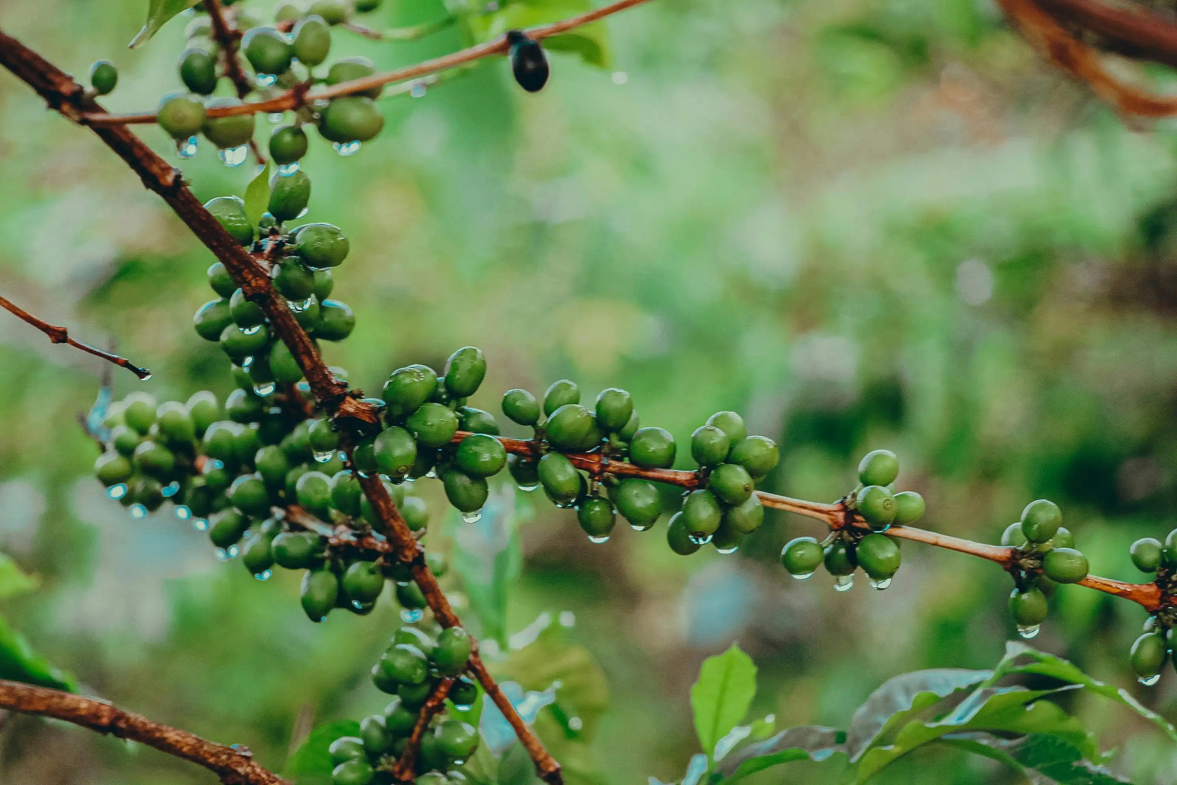 What Makes Monsooned Malabar Coffee So Unique?