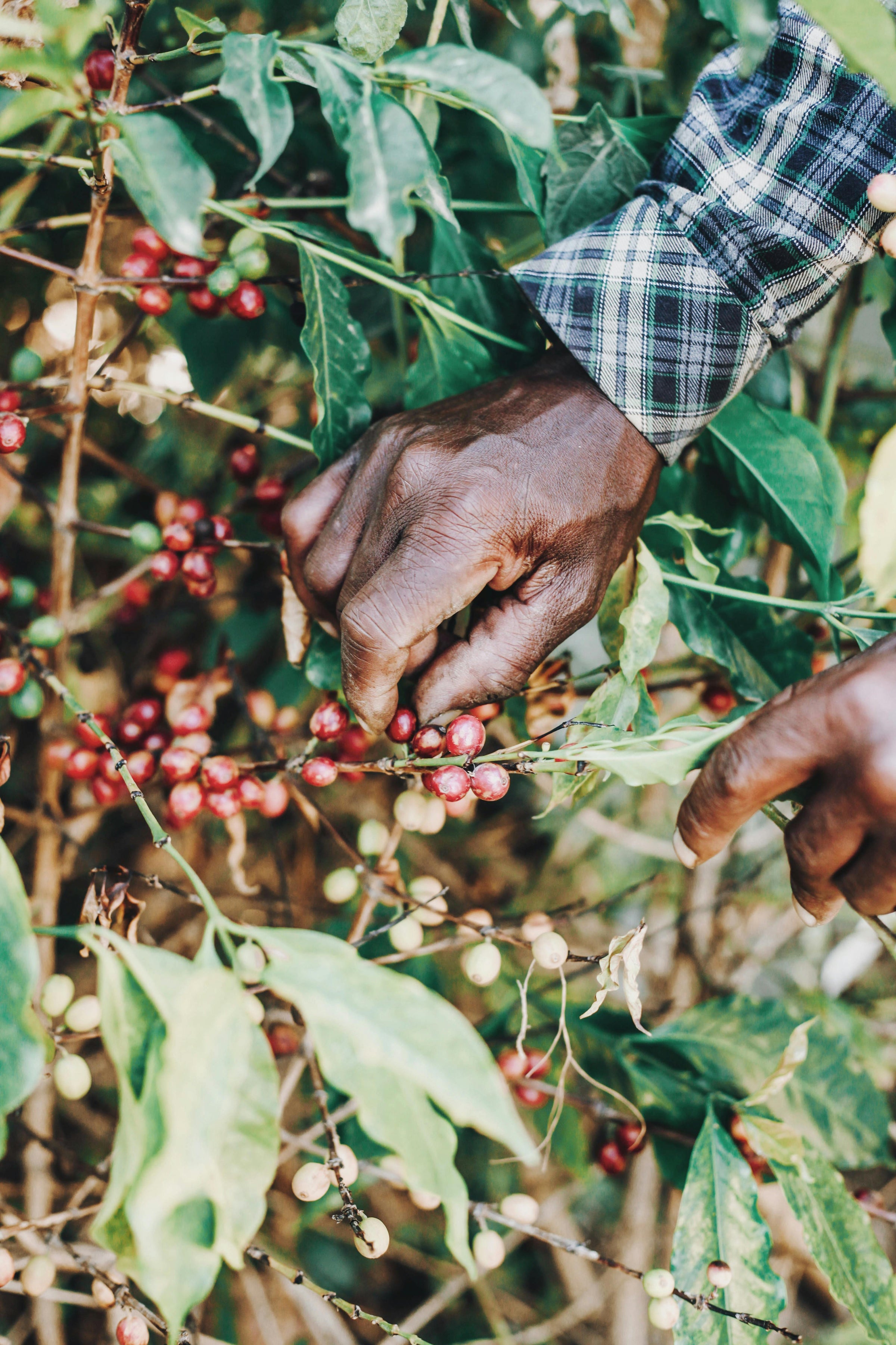 Arabica vs Robusta in India: Understanding the Two Coffee Varieties