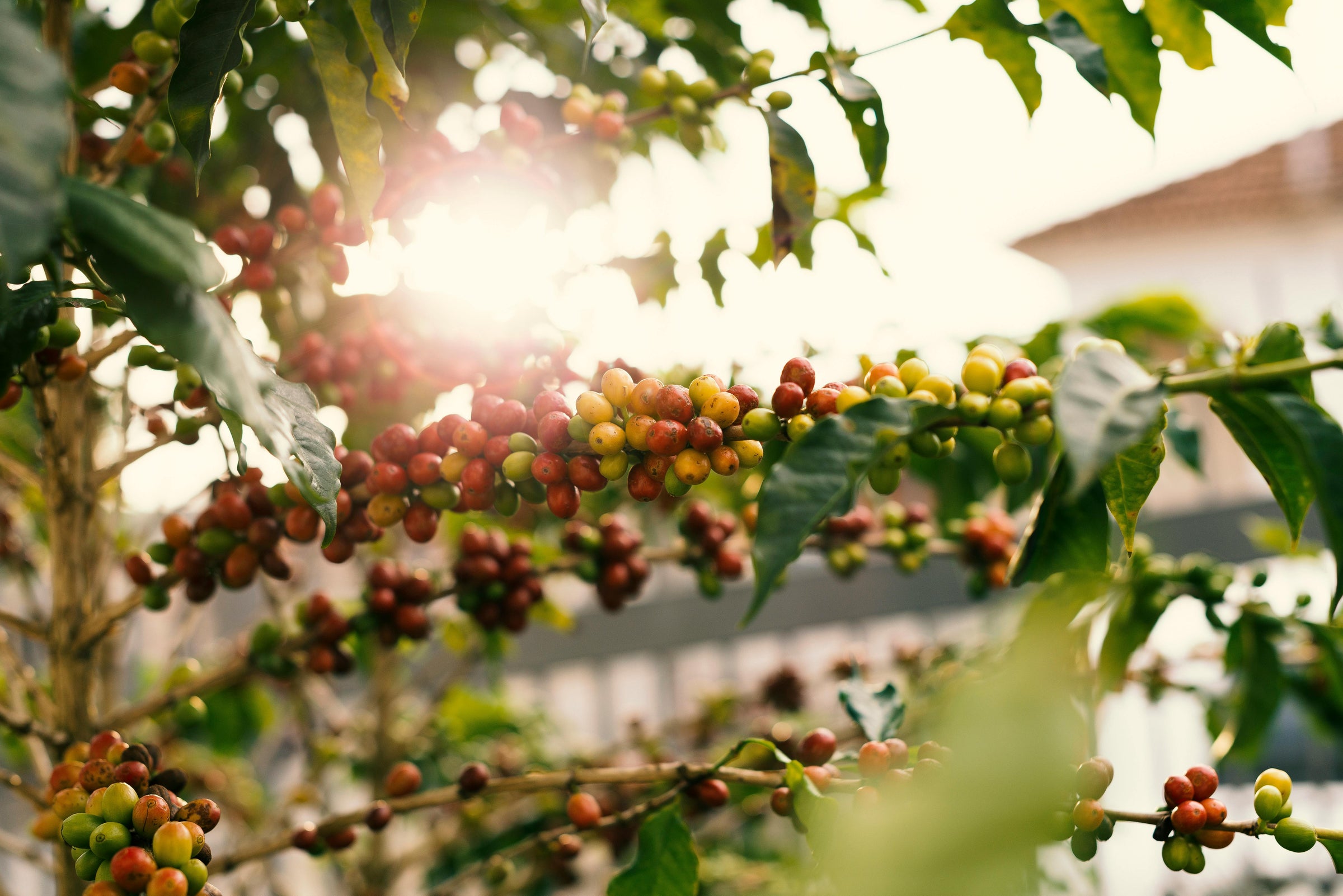 What Is Speciality Coffee and Why Does It Cost More Than Regular Coffee? - Black Pole Coffee