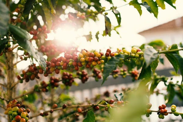What Is Speciality Coffee and Why Does It Cost More Than Regular Coffee? - Black Pole Coffee